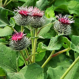 Корень лопуха и рак