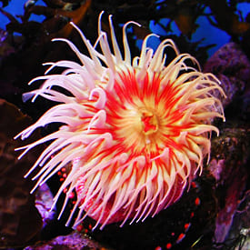 Пренебрежимое старение